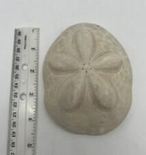 Vintage Puffy Seabiscuit  Sea Biscuit Sand Dollar Fossil Sea Shell picture