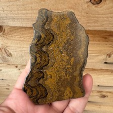Stromatolite Fossil Bolivia Precambrian Polished Slice Natural Specimen 111mm picture
