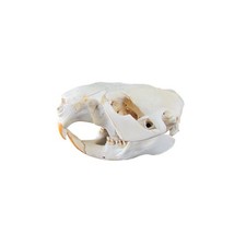 Authentic Beaver Skull Real Taxidermy Genuine Animal Bones Hunting Cabin Decor picture