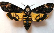 Acherontia atropos - A1 Death's Head Hawk Moth, Wings Expertly Spread picture