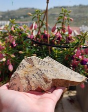 A beautiful stone from Sinai mountain with a burning bush picture