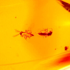 Super RARE Mating Flies with Winged Ant in Dominican Amber Fossil picture