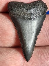 Fossil Florida Great White Sharks Tooth picture