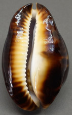 SEA SHELL CYPRAEA ZOILA THERSITES f. ATRATA 76.0 mm. TOP DARK BASE, ENDEMIC SA. picture