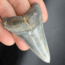 2.7” Great White Lower Shark Tooth Fossil Florida ULTRA RARE - ALL Natural picture