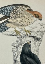 Authentic Antique Woodblock Prints, Hand Colored, Birds of Prey, Hawk, Eagle, picture