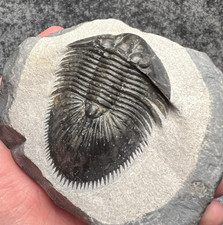 Thysanopeltis speciosa Trilobite Fossil – Beautifully Preserved ✅ picture