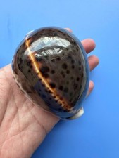 92.5mm | Cypraea Tigris | F+++|SUPER DARK color |RARE picture