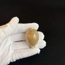 Naria turdus, Cypraea turdus, 38mm, Thrush Cowry, Florida Cowrie Seashell picture