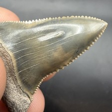Flawless Great White Shark Tooth Fossil Florida 1.75” Pathological picture