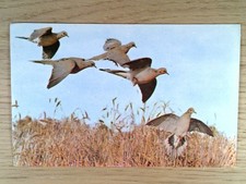 Mourning Doves Birds in Flight Photo Postcard W. K. Kellogg Bird Sanctuary picture