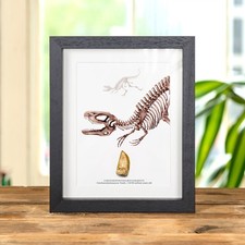 Taxidermy Carcharodontosaurus Dinosaur Tooth Fossil - (Carcharodontosaurus sahar picture