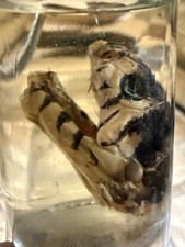 Forest Cobra Naja Melanoleuca Head Wet Specimen Venomous Snake Reptile Oddities picture