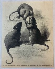 1880 magazine engraving ~ WEE-WEE, SQUEAK-SQUEAK, BRIGHT-EYES ~ MICE picture