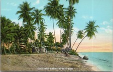 Puerto Rico Beach Cocoanut Palms Island C.T. American Art Postcard picture
