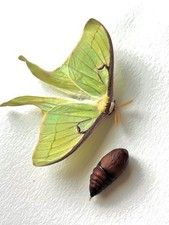 LIVE - Luna Moth Pupa - Not Encased In Silk Cocoon - (In Diapause) $12/ea. picture