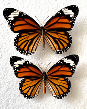 Expertly Spread Male & Female Danaus genutia Pair- Asian Monarchs, Thailand picture