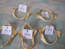 Bull Shark Jaw Skull Bone sharp Teeth Skeleton Vintag Taxidermy YOU CHOOSE SEE picture