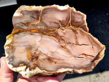 rawk11: 1.5LB Petrified Wood thick slab-Saddle Mountain, Washington State picture