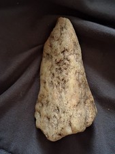 Rare Carcharodontosaurus Dinosaur Tooth T Rex Cousin Fossil 3” picture
