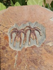 Rare Fossil 2 Furca mauretanica from ordovician fezouata morocco picture