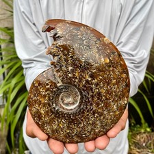 1.6LB Rare Natural Tentacle Ammonite FossilSpecimen Shell Healing Madagascar picture