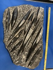 11 Orthoceras Polished and on a Plate picture