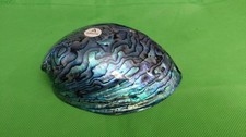 Abalone Shell From New Zealand Known As Paua picture