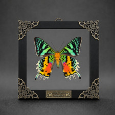 Madagascar Sunset Moth Taxidermy Real Moth in Clear Frame Floating Insect Decor picture