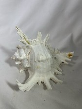 Seashell Indo Pacific Ocean Chicoreus Ramosus Ramose Murex Conch Shell Ocean picture