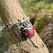 Animal Heavenly Body Goliath beetle Goliathus goliatus Insect Statue picture