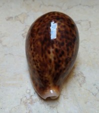 F Cypraea pantherina NICE RED COLOR   91.5mm F+++  red sea super natural glossy picture