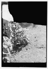 Photo:Unidentified Location Flowers 1920s-1940s Botanical Close Up Print picture