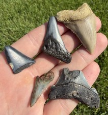Fossil Megalodon Family & Great White Shark Tooth LOT Real Shark Teeth Fossils picture