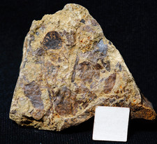 Museum quality Cooksonia caledonica perfect sporangium oldest land fossil plant picture