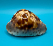 Cypraea Zoila venusta 69.53mm picture