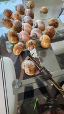 25 GIANT AFRICAN SNAIL SHELL picture
