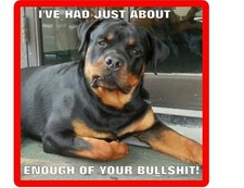 Funny Rottweiler Dog Had Enough BS Refrigerator / Tool Box Magnet picture