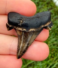 Insane Alabama auriculatus Fossil shark Tooth Fossils Sharks Teeth Ric Rare picture