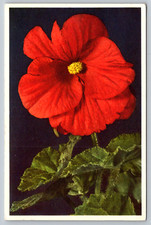 c1940s Begonia Flower Print Switzerland No.13 Postcard picture