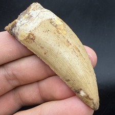 Charcharodontosaurus Fossil Dinosaur Tooth For Sale 2.44” Morocco picture