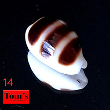 Cypraea asellus #14 16.5mm GORGEOUS GEM BEAUTY from the Philippines picture