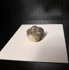 Small Trilobite Fossil Genuine Specimen 400 Million Years  Excellent Condition picture
