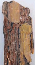 Petrified Wood Arizona Rainbow Full Round Limb Orange Red Yellow Grain + Bark picture