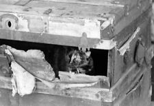 Cat in old steamer trunk original artist proof from 1980 film by Sutherland picture