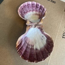 Beautiful~Large~5.5” lot 2 Lion's Paw Shell~Scallop ~Natural Seashell~Purple picture