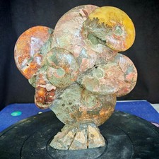 12.54LB TOP natural whole ammonite fossil conch quart quartz crystal specimen picture
