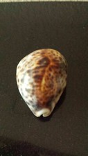 Sea Shells Cypraea Tigris Schilderiana 63 MM - RARE Dark Spots and Line WOW picture