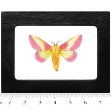 Dryocampa rubicunda pink yellow rosy maple moth USA Framed picture