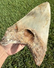 XL Natural 5.88” Megalodon Shark Tooth Fossil Real Shark Teeth No Restoration picture